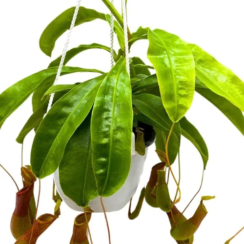 Vista 6 de BubbleBlooms Carnívora Planta Nepenthes Jarra alada 6 pulgadas HB