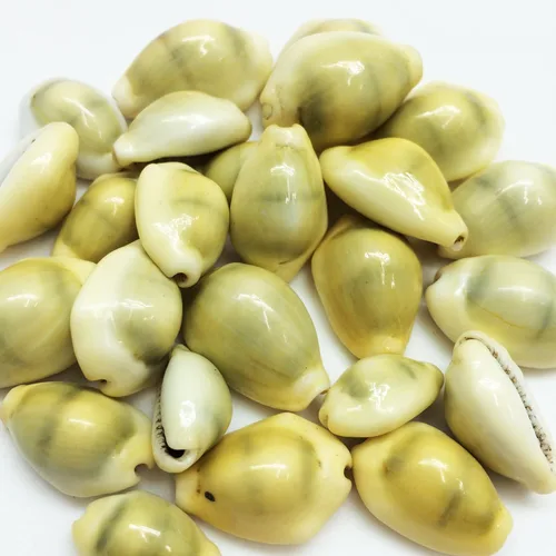 PEPPERLONELY 25 conchas marinas de Cowrie de dinero, conchas Monetaria Monta, 3/4 pulgadas ~ 1-1/2 pulgadas