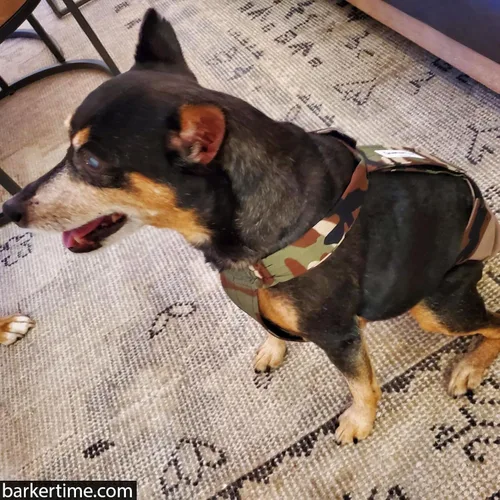 Vista 5 de Pañal para perro Camo on Brown, XS, con agujero para la cola, fabricado en Estados Unidos