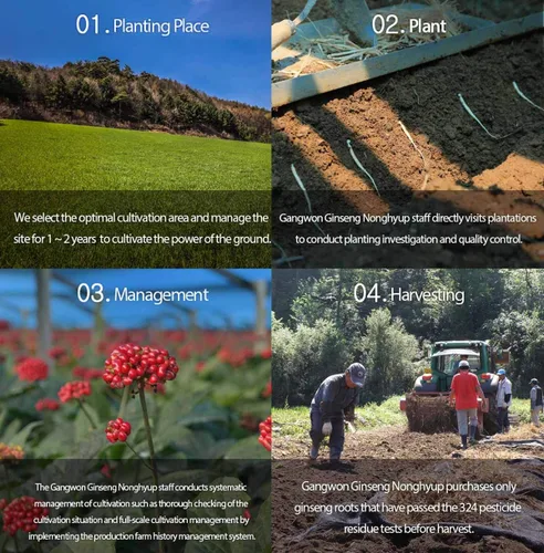 Vista 3 de Gangwoninsam ] Extracto de ginseng rojo coreano de oro, 17.64 oz / 17.63 onzas líquidas – Contiene extracto de raíz de ginseng rojo coreano 100%