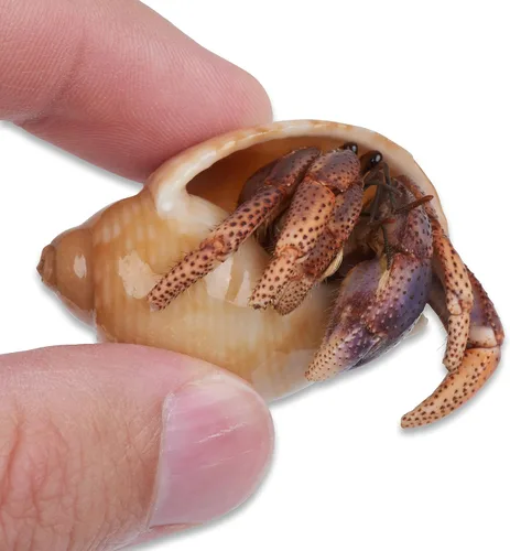 Vista 7 de 1 cangrejos ermitaños vivo, cangrejo de tierra de pincher púrpura