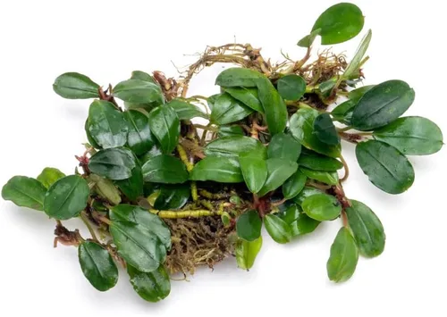 Vista 42 de SubstrateSource Bucephalandra Brownie Phantom - Planta de acuario viva – Decoración natural de pecera de agua dulce, decoración acuática