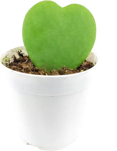 Vista 5 de Live Houseplant Helecho nido de pájaro de 4 pulgadas - Planta de interior de fácil cuidado - Plantas de interior vivas - Plantas