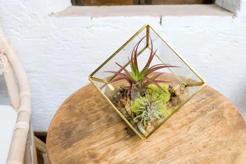 Vista 5 de Heptaedron - Kit de terrario geométrico de vidrio con abdita e ionantha rojas, soporte para plantas de aire Tillandsia, planta