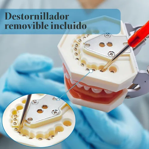 Vista 5 de Modelo de dientes Typodont con dientes extraíbles, modelo de dientes dentales adecuado para enseñanza, práctica y estudio, con un destornillador