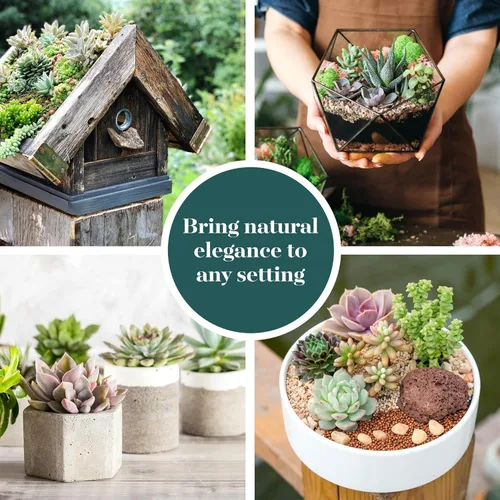 Vista 6 de Comprar Suculentas - Paquete a granel de colección de plantas suculentas, plantas suculentas mini vivas, fácil cuidado, plantas