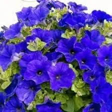 Generic Semillas frescas de flores de petunia 100pcs para plantar azul