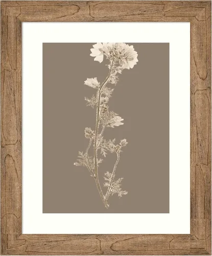 Amanti Art Framed Wall Art Print 24x20 Taupe Nature Study I Custom by Vision Studio, Flowers Wall Art, Vintage Decor, Small Poster Painting Artwork