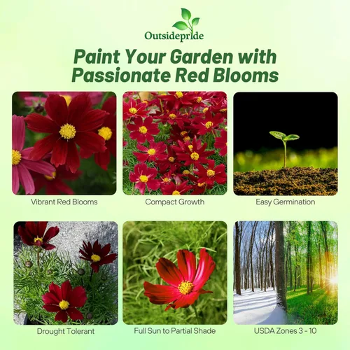 Vista 2 de Outsidepride 50 semillas anuales Cosmos Bipannatus Sonata Red Shades Cut Flower Seed Mix para plantar