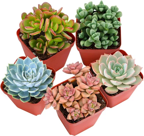 Sprout N Green Plantas suculentas vivas, paquete de 5 suculentas reales surtidas en maceta de 2 pulgadas con mezcla de tierra, plantas pequeñas