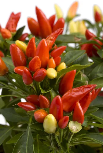 Vista 2 de Tabasco - Semillas de pimiento picante para plantar, cultivo de pimientos picantes (100 semillas)