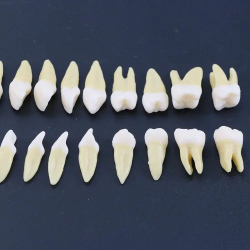 Vista 2 de 1 caja de dientes modelo dental modelo 28 piezas 1:1 dientes permanentes completos M7021