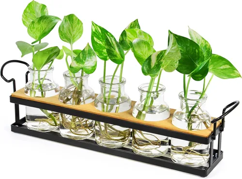 THYGIFTREE Estaciones de propagación de plantas con soporte de metal, terrario de plantas de mesa para propagación hidropónica, maceta de vidrio