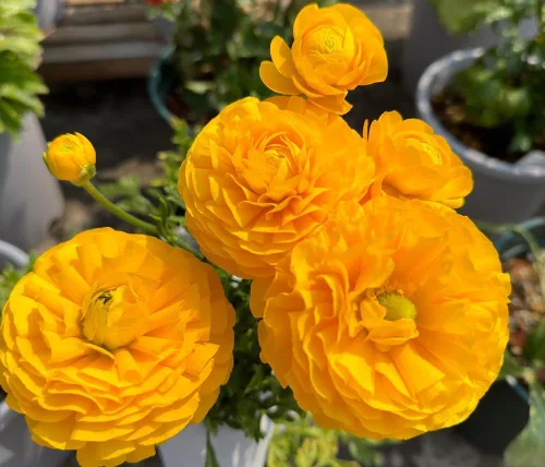 Vista 7 de 15pcs Peonía Ranúnculo Bulbos Mezcla Cormos Flor Bulbo Jardín Florece Plantación (mixto)