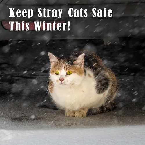 Vista 4 de Kiroto Almohadilla térmica para mascotas al aire libre para gatos y perros, alfombrilla térmica con cubierta impermeable y control automático