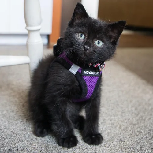 Vista 8 de Voyager Step-in Air - Arnés de malla para cualquier clima, reflectante, antitirones, para perros y gatos pequeños y medianos, con velcro, hebilla