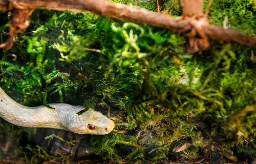 Vista 4 de Galápagos (05248) Hojas de musgo real, 8 cuartos de galón, natural, verde