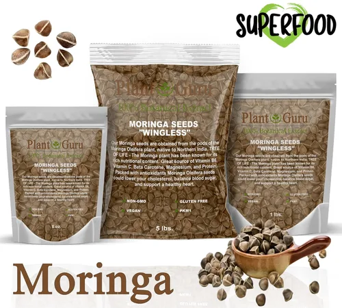 Vista 2 de Moringa Seeds - Tarro de boca ancha de 1 libra sin alas - Variedad PKM1 - Bocadillos comestibles - Plantación - Moringa Oleifera - Malunggay