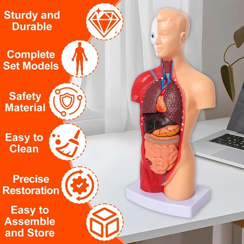 Vista 5 de Wadoy Conjunto de modelos de anatomía humana, cerebro, cuerpo del torso humano, corazón, modelo de esqueleto, modelos de anatomía para estudiantes