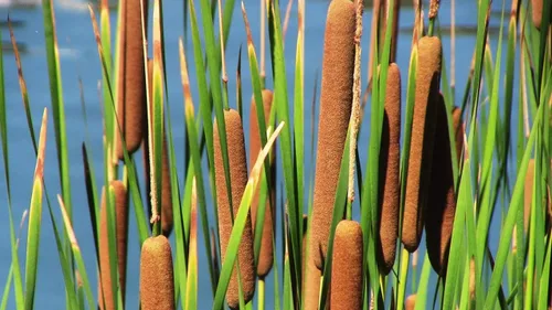 Semillas de espadaña para plantar - 600 semillas