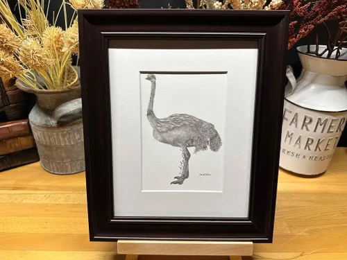Ostrich Bird Africa Nature Wildlife Graphite Pencil Art Sketch Drawing Print Picture Limited Edition ~ 'I'll Fly Tomorrow' by David Allen (11x14