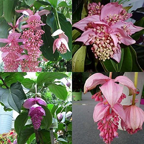 Nuevas semillas frescas de plantas de medinilla rosa 50pcs Generic