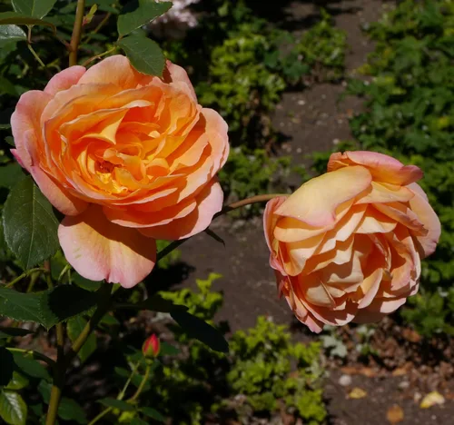 Vista 7 de 5 Seeds Orange Climbing Rose Rosa Bush Vine Climber Fragrant Butterfly Flower Seeds