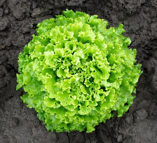 Vista 4 de Lechuga de hoja rizada más de 1000 semillas para plantar sin OMG