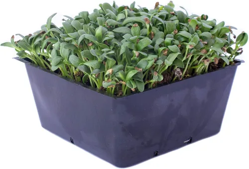 Semillas de hierba de fenogreco - 1 onza ~ 2100 semillas - Sin OMG, polinizado abierto, anual - Jardín de hierbas y semillas de microverdes