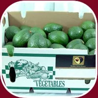 Vista 2 de 15 Aguacates Hass frescos de California.