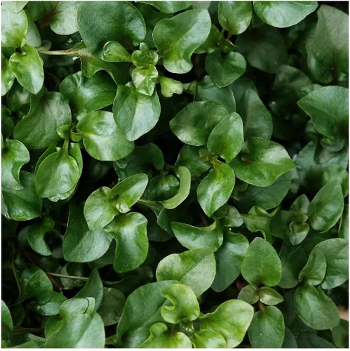 Vista 3 de Everwilde Farms - Semillas de hierbas orgánicas de berro de 1 onza - Paquete Gold Vault