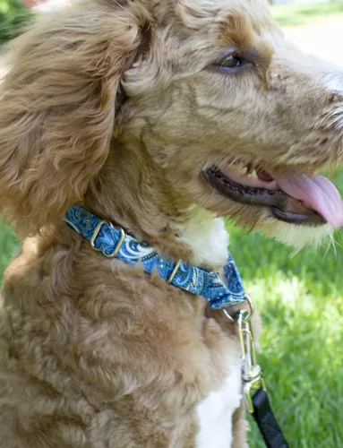 Vista 2 de Country Brook Petz - Collar de perro Martingala de cachemira azul, colección Paisley con diseños elegantes (1/2 pulgada, 2XS)