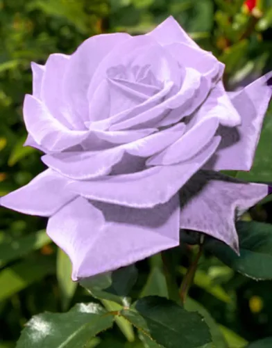 Vista 4 de Bonsái Alemania Rosas moradas raras 30 piezas de semillas de dragón de la reliquia