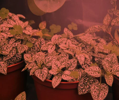 Vista 2 de Miracle LED Bombilla de espectro rojo de luz solar ultra crecimiento con temporizador