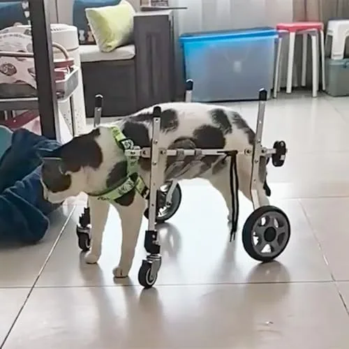 Portable Dog Wheelchair for XXS/XS/S Cats & Dogs - 4-Wheel Mobility Aid for Back Legs, Arthritis Rehabilitation, Weak Leg Support, Adjustable Pet