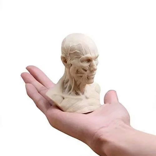 Vista 3 de Modelo médico humano del hueso del músculo de la cabeza del cráneo de la anatomía mini