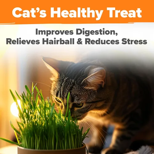 Vista 7 de HOME GROWN Semillas de hierba para gatos, mezcla de avena y cebada de 4 onzas, kit de recarga de hierba para gatos de interior, césped verde