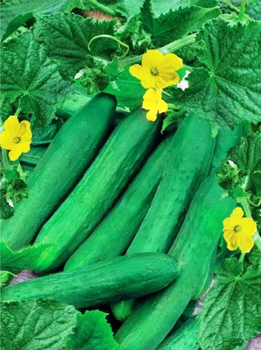 Pepino de interior autopolinizado Zozula F1 decapado vegetal no transgénico para plantar