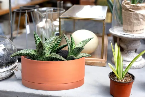 Vista 7 de D'vine Dev Maceta de Terracota Poco Profunda para Suculentas de 8 Pulgadas con Orificio de Drenaje y Platillo, Maceta Cilíndrica Redonda