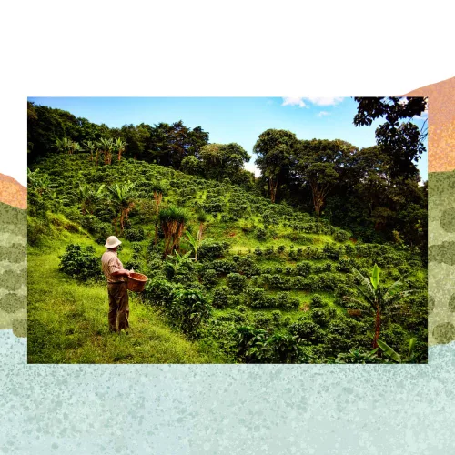 Vista 4 de Cafe Monteverde Café de proceso natural en grano entero - Café arábica de Costa Rica de origen único (1 libra)