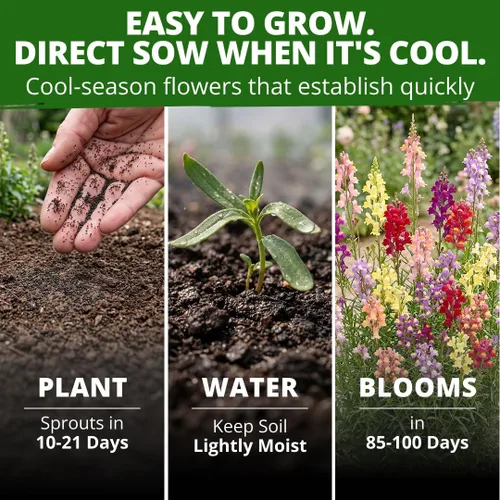 Vista 426 de HOME GROWN Bachelor Button Tall Mix 700+ Semillas de flores Centaurea