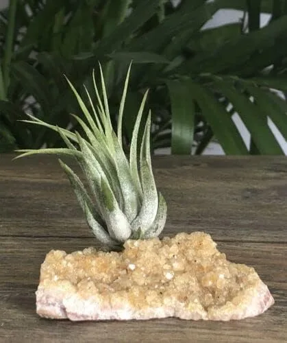 Vista 4 de ZnranyiiXY Citrino Air Plant Geoda Crystal Quartz Decoración para el hogar Espécimen en racimo.