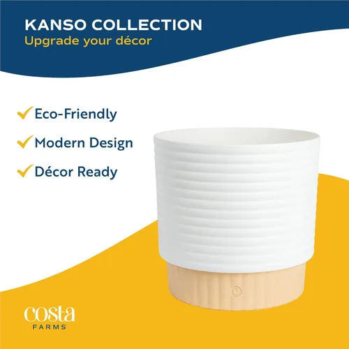 Vista 7 de Costa Farms - Planta interior, filodendro de hoja partida, monstera deliciosa