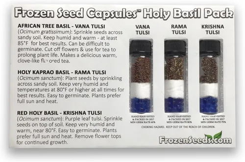Vista 3 de Holy Tulsi Basil 3 unidades de colección de semillas – 3 variedades de semillas de albahaca sagrada – Vana, Rama, Krishna – Cápsulas de semillas