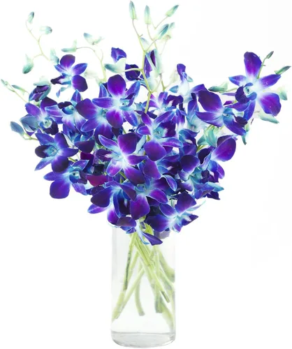 eflowerwholesale - Orquídeas Moradas de Corte Premium (Apoya Pequeños Negocios) (Azul, 10 Tallos con Florero)