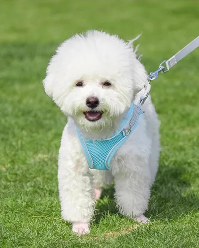 Vista 2 de Solmoony Arnés para perro para perros pequeños y medianos, fácil de poner, arnés de malla suave y juego de correa para gatitos y cachorros, arnés