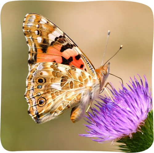 Vista 8 de Set de mariposa gigante de Insect Lore: hábitat de lujo de 18 pulgadas, vale para 5 orugas, set de juego de mariposa