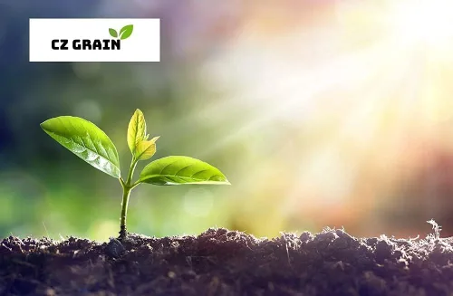 Vista 3 de Blue Jacaranda Tree Seeds - 100 Seeds - Árbol con flores exóticas - Enviados desde Iowa, EE. UU