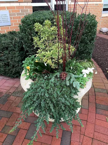 Vista 10 de Blue Pacific Shore Juniper 2 plantas vivas de tamaño galón Juniperus Conferta Evergreen resistente al frío tolerante a la sequía