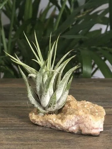 Vista 5 de ZnranyiiXY Citrino Air Plant Geoda Crystal Quartz Decoración para el hogar Espécimen en racimo.